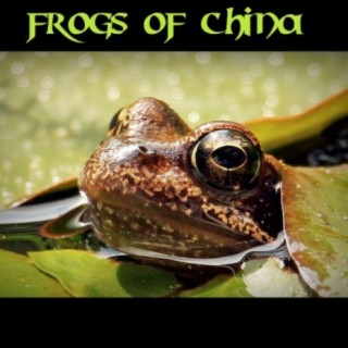 Frogs of China
