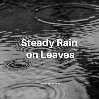 Steady Rain on Leaves