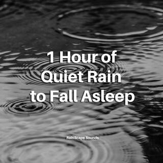 1 Hour of Quiet Rain to Fall Asleep