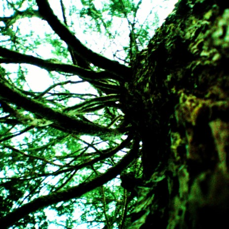 Old Tree | Boomplay Music