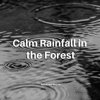 Calm Rainfall in the Forest