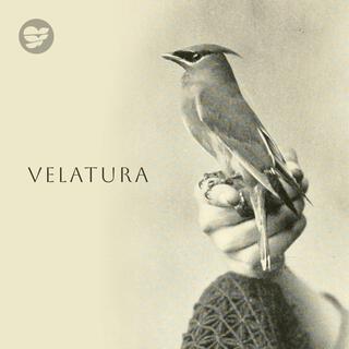 Velatura