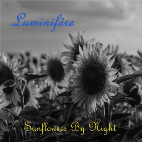 Sunflowers By Night | Boomplay Music