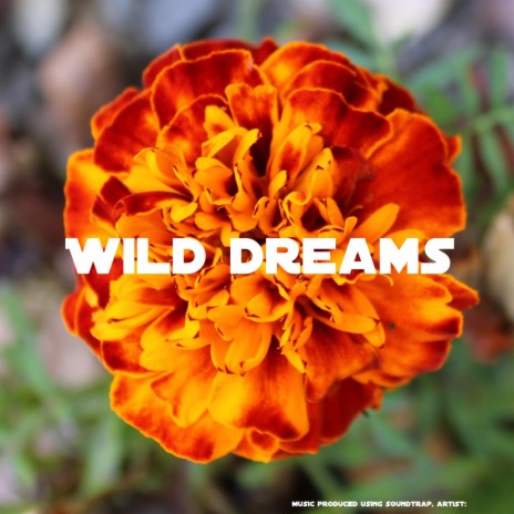 Wild Dreams | Boomplay Music