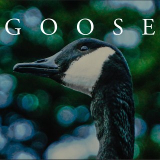 Goose lyrics | Boomplay Music