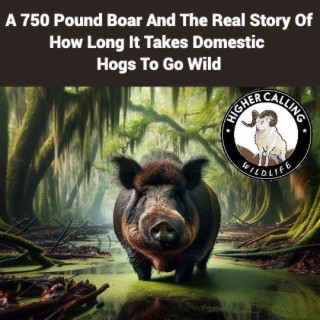 A 750-Pound Boar And The Real Story Of How Long It Takes Domestic Hogs To Go Wild