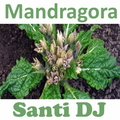 Mandragora | Boomplay Music