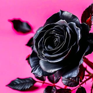 Rebel Black Rose