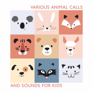 Various Animal Calls And Sounds For Kids
