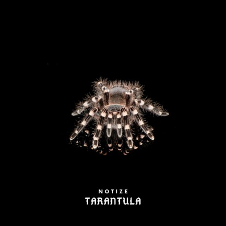 Tarantula | Boomplay Music
