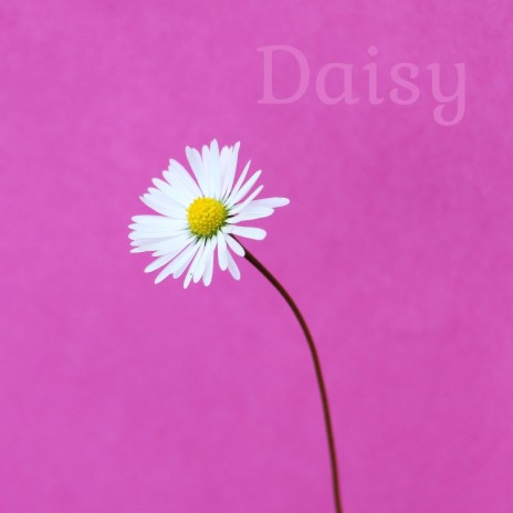 Daisy | Boomplay Music