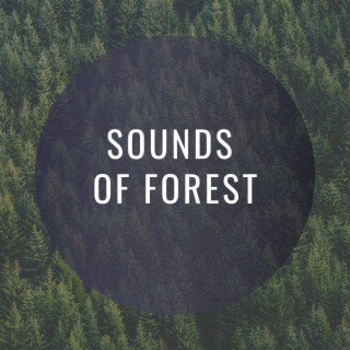 Sounds of Forest