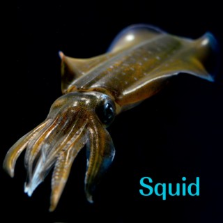 Squid