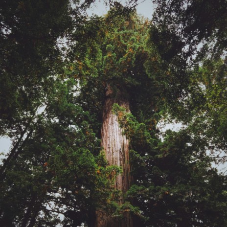 Redwood | Boomplay Music