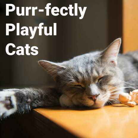 Purr-Fectly Playful Cats