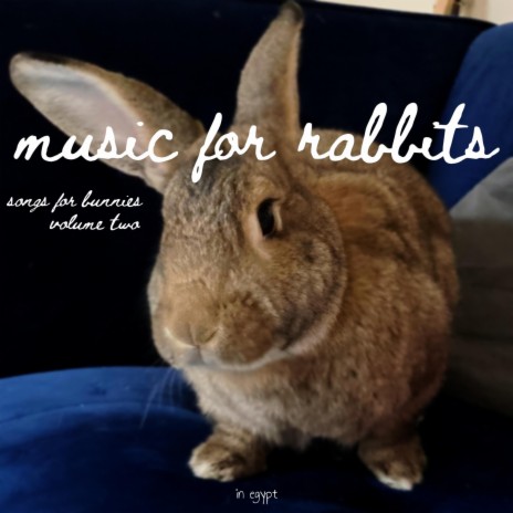 Hares Are Not Rabbits | Boomplay Music