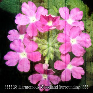 ! ! ! ! 28 Harmonious Woodland Surrounding ! ! ! !