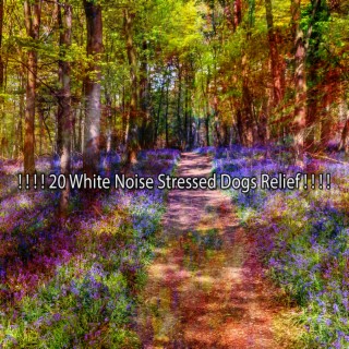 ! ! ! ! 20 White Noise Stressed Dogs Relief ! ! ! !