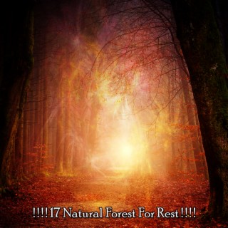 ! ! ! ! 17 Natural Forest For Rest ! ! ! !