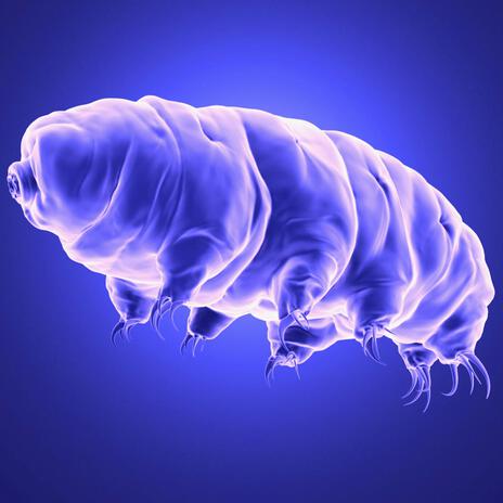 Waterbears And Dustmites | Boomplay Music