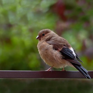 Dawn Chorus