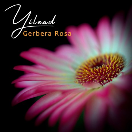 Gerbera rosa