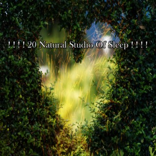 ! ! ! ! 20 Natural Studio Of Sleep ! ! ! !