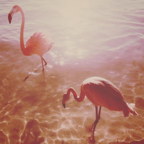 Flamingos ft. Aku