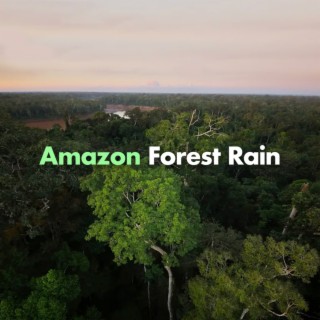 Amazon Forest Rain