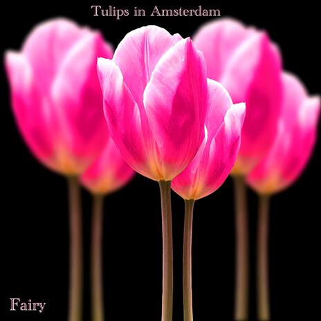 Tulips in Amsterdam | Boomplay Music