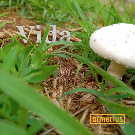 Vida | Boomplay Music