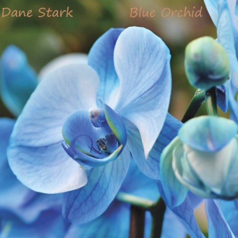 Blue Orchid | Boomplay Music