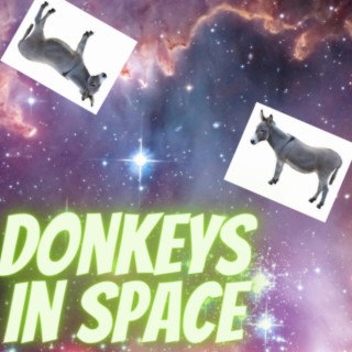 Donkeys In Space