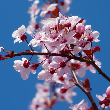 sakura