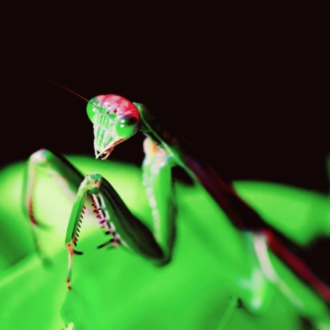 Praying Mantis | Boomplay Music