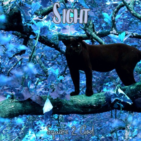 Sight | Boomplay Music