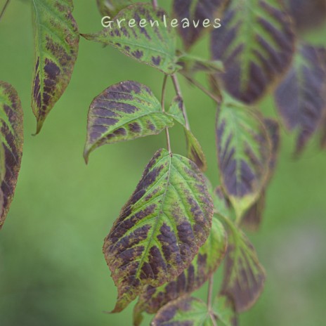 Greenleaves ft. John HW Barber | Boomplay Music
