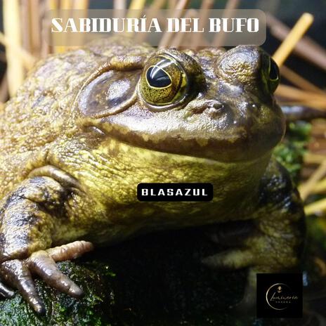 Sabiduría del bufo | Boomplay Music