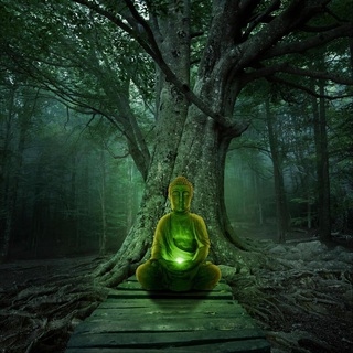 Meditation Forest