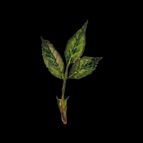 sapling | Boomplay Music