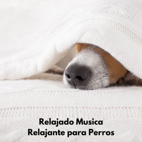 Perro Dormir ft. Música Para Cães & Biblioteca de Música Para Mascotas | Boomplay Music