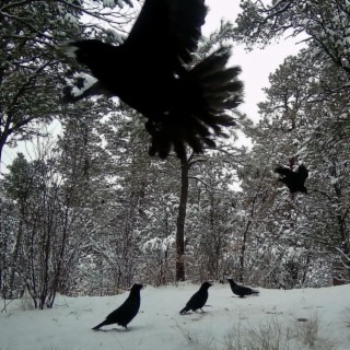 Daily Winter Crow