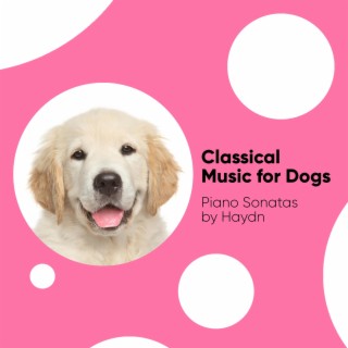 Classical Music for Dogs: Piano Sonatas by Haydn