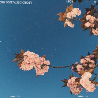 cherry blossoms of mt. fuji