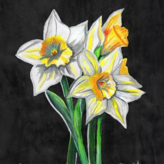 Daffodils