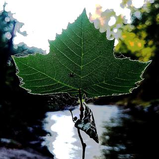 Psalm of the Spider (Instrumental)