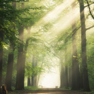 Soothing harp music, gentle water music and heals the soul