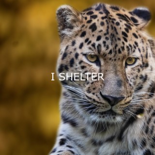 I Shelter