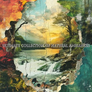 Ultimate Collection of Natural Ambiances: Woodlands, Birdsong, Rain Showers, and Sea Sounds for Tranquil Meditation