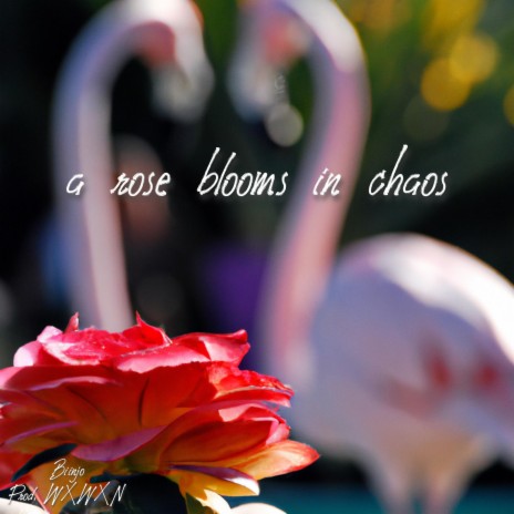a rose blooms in chaos | Boomplay Music